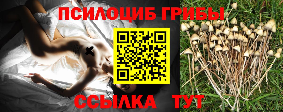 Тайшет  Псилоцибиновые грибы MAGIC MUSHROOMS  Вход с VPN 